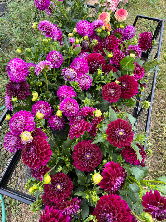 6 Week Dahlia Share