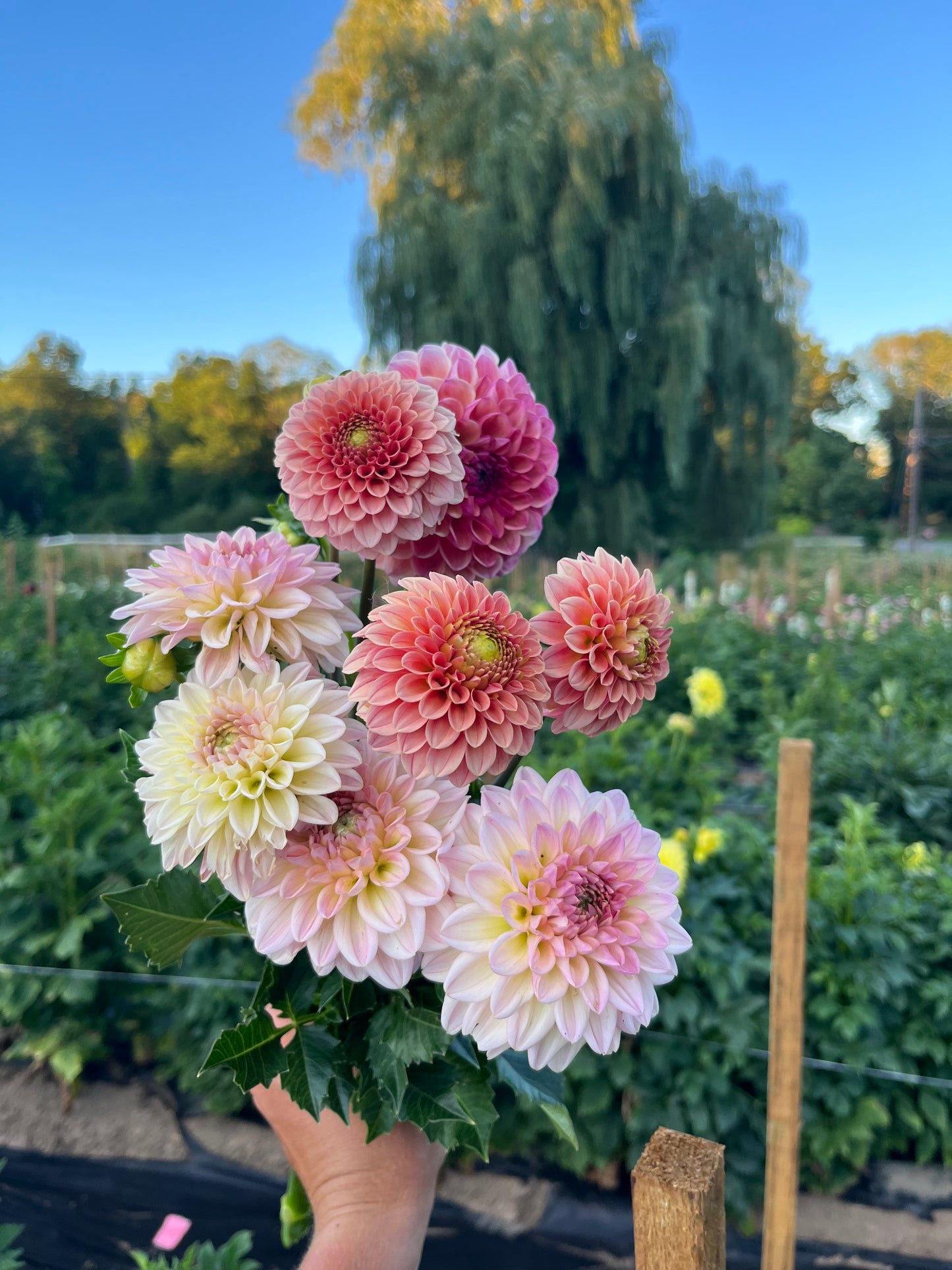 6 Week Dahlia Share