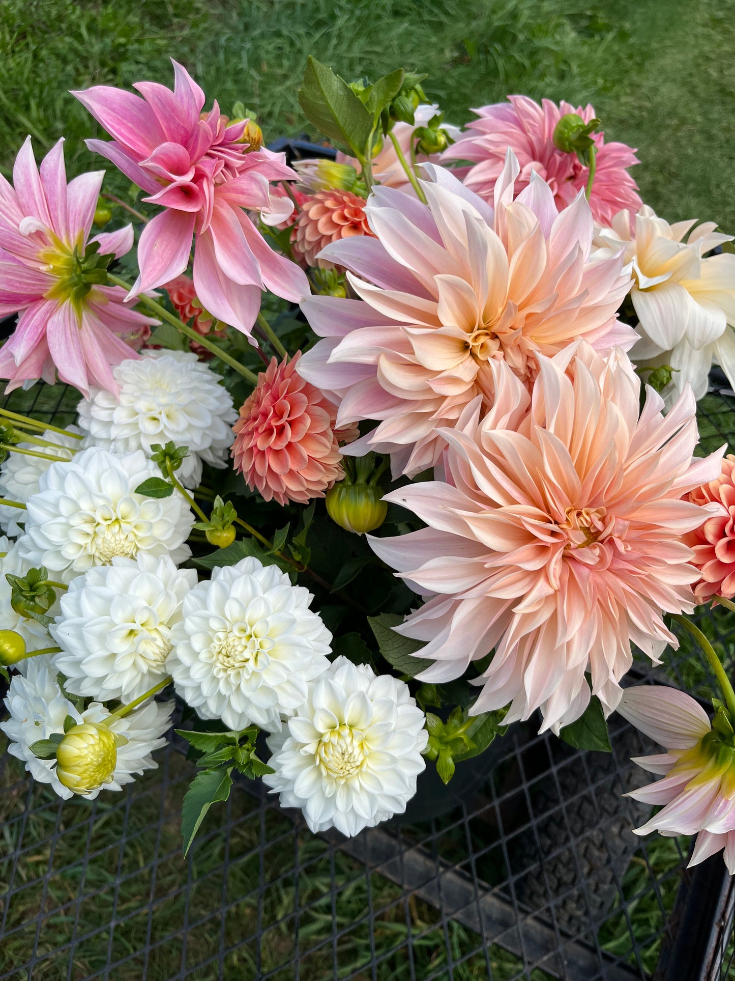 6 Week Dahlia Share