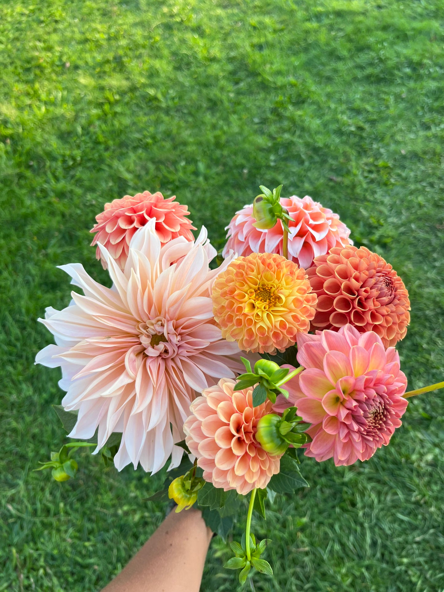 6 Week Dahlia Share
