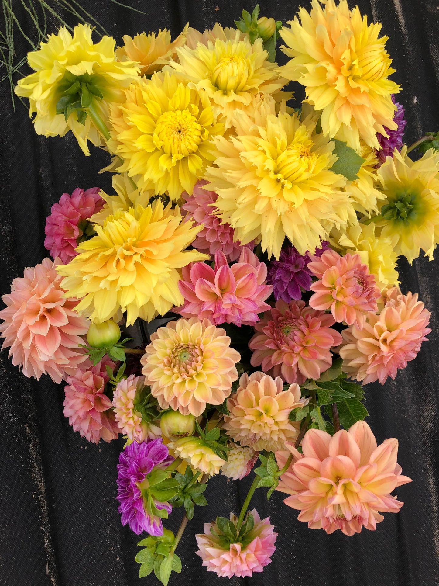 6 Week Dahlia Share