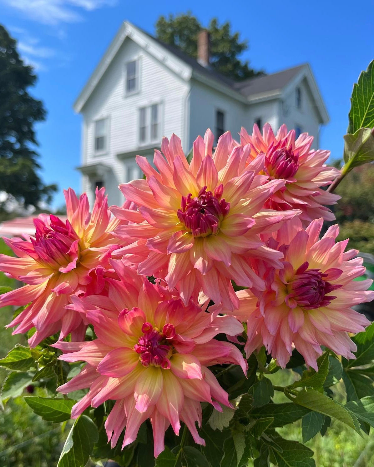 6 Week Dahlia Share