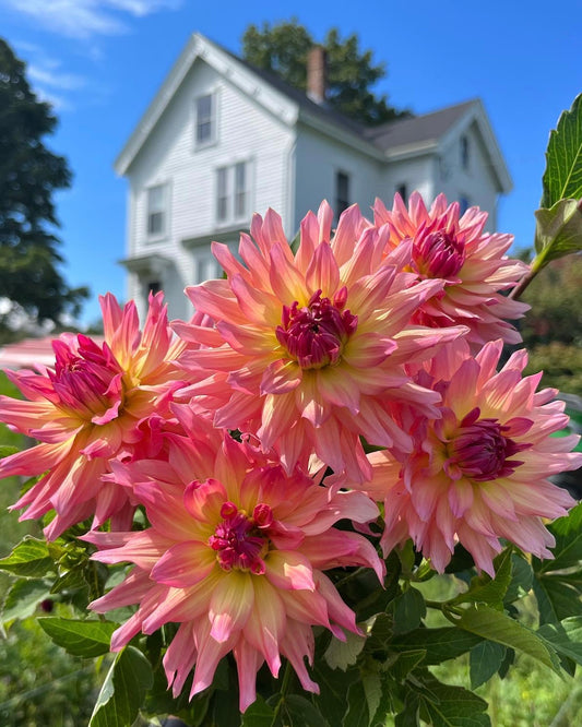 6 Week Dahlia Share