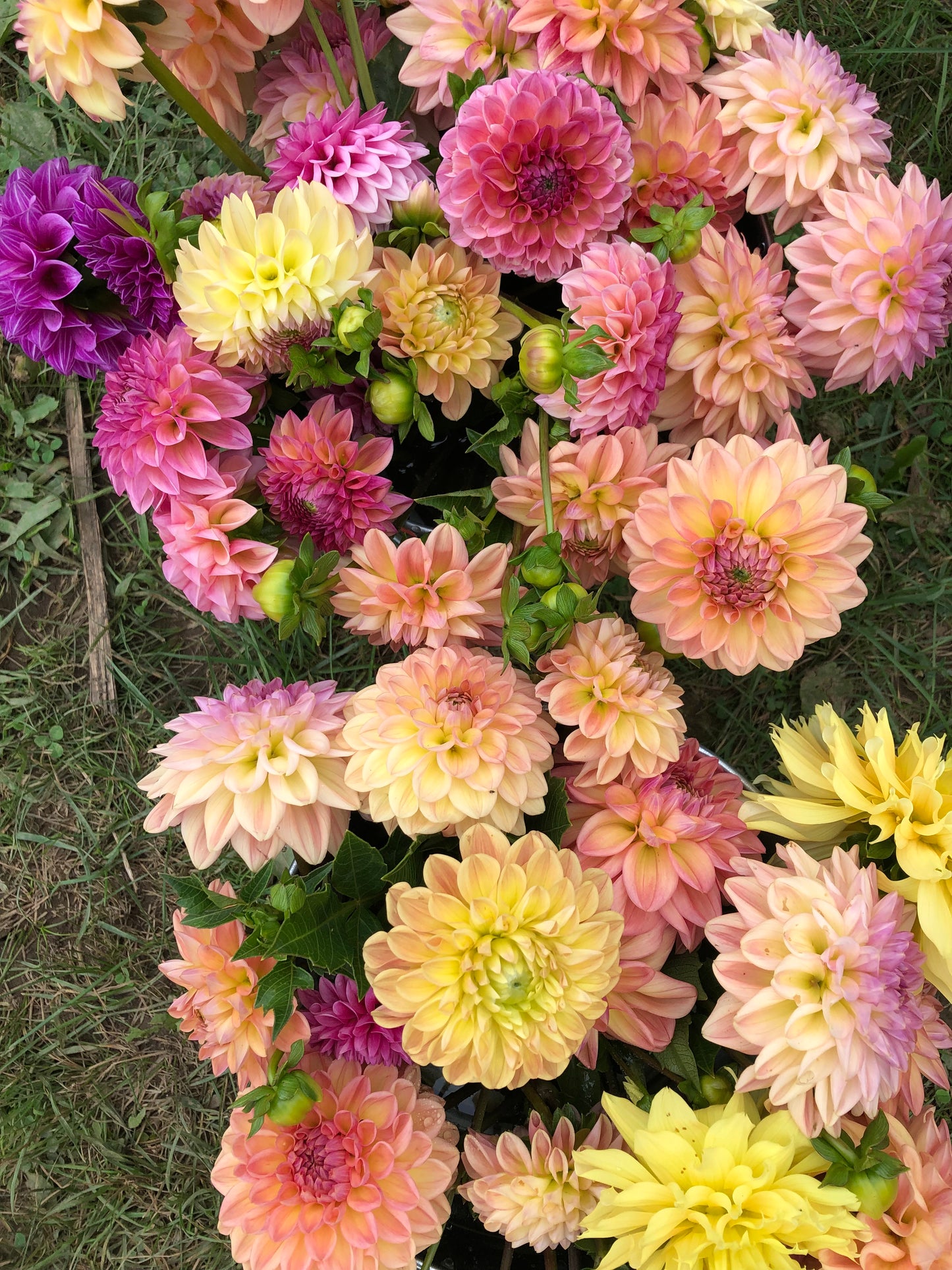 6 Week Dahlia Share
