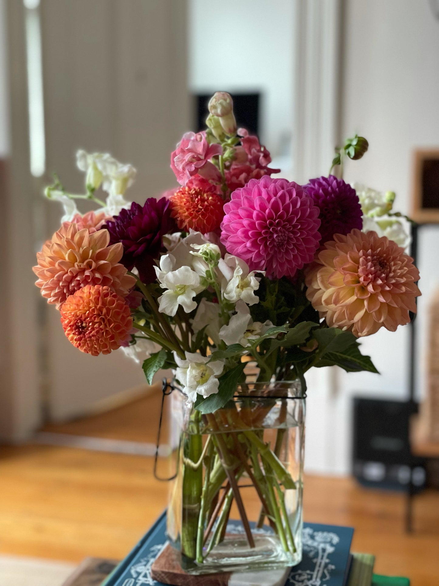 6 Week Dahlia Share
