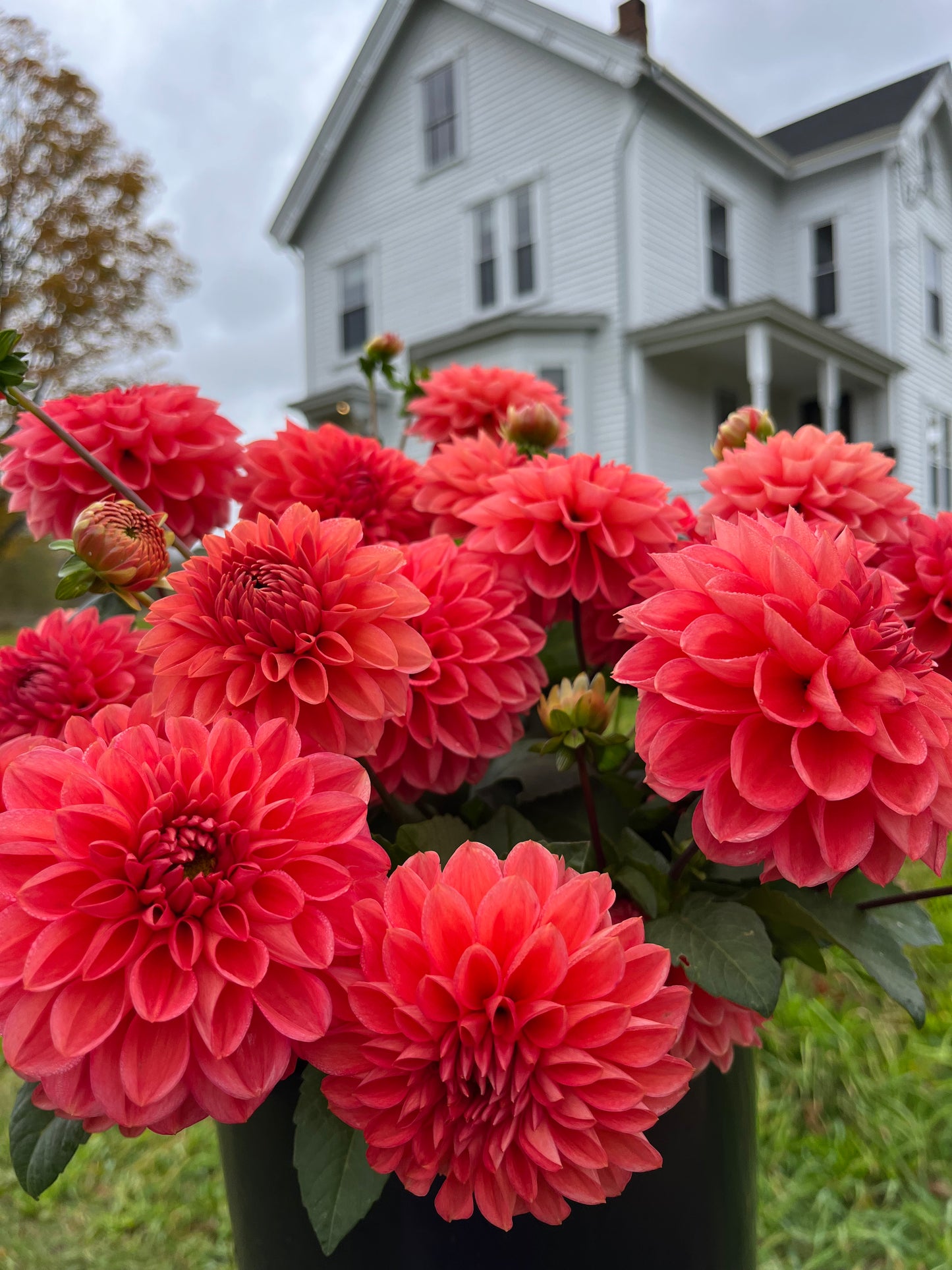 6 Week Dahlia Share